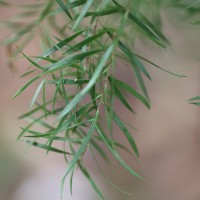 Melaleuca linearifolia (Link) Craven